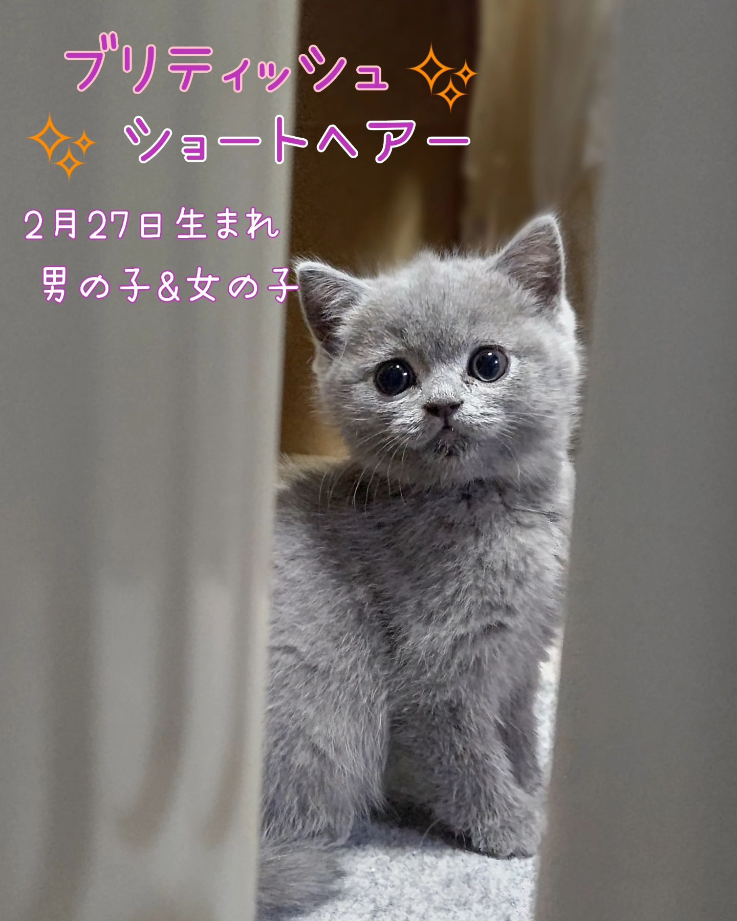 ブリティッシュショートヘアー